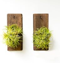 LaLaGreen Wooden Planter for Plants (2 Pack, 5 x 12 inch) Air Plant Holders Outdoor, Wall Mounted Planter for Small hanging Orchid, Rustic Wood Hangers Indoor Wall Decor Minimalist Home Decors