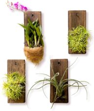 LaLaGreen Wooden Planter for Plants (4 Pack, 5 x 12 inch) Air Plant Holders Outdoor, Wall Mounted Planter for Small hanging Orchid, Rustic Wood Hangers Indoor Wall Decors Minimalist Home Display