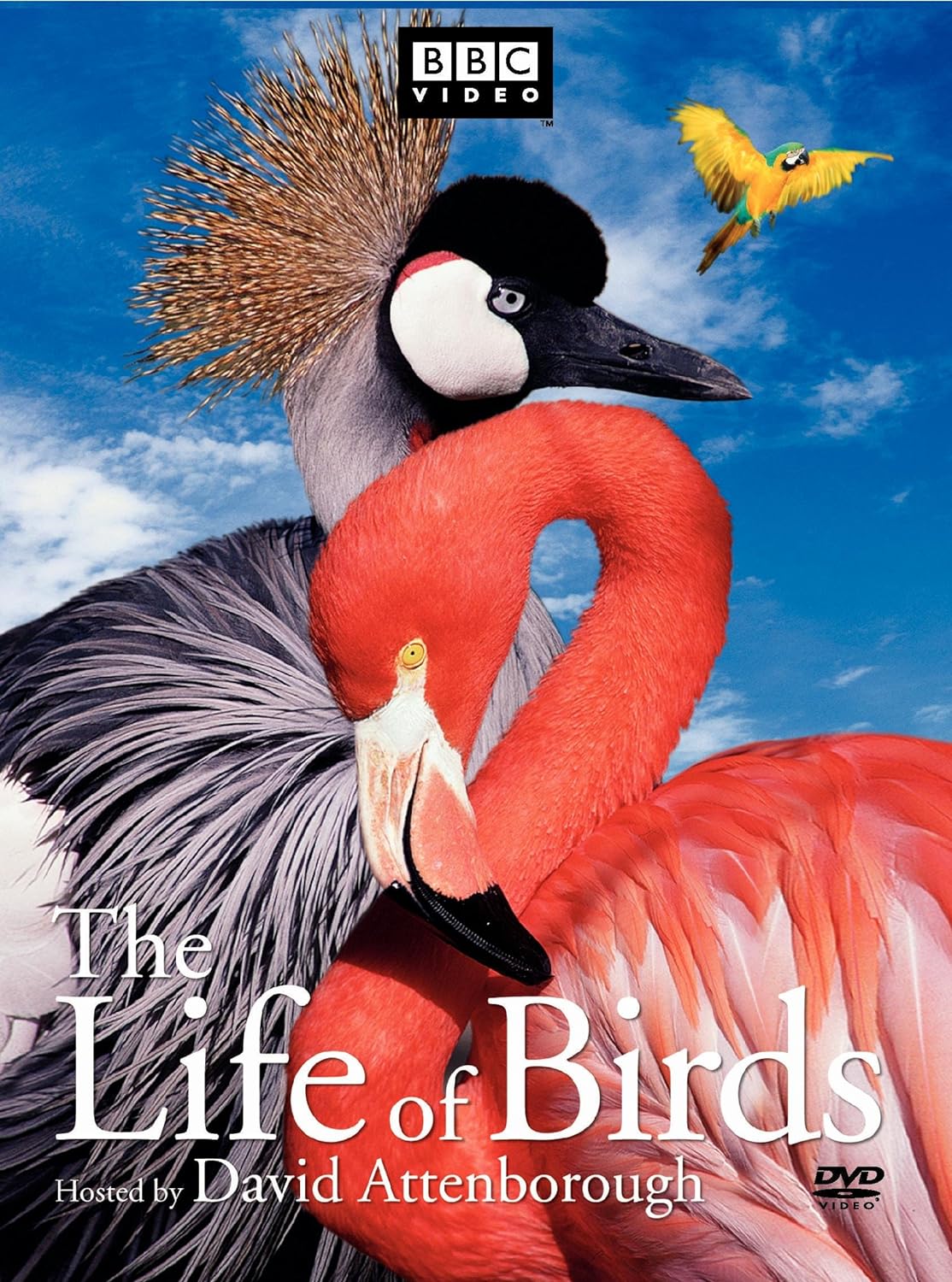 The Life of Birds